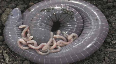 Estudo inédito do Instituto Butantan sugere que filhotes de cobras-cegas são alimentados com leite materno