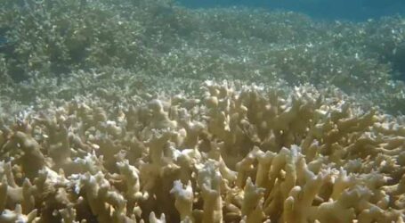 Nova onda global de branqueamento afeta corais brasileiros