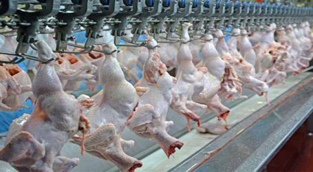 Brasil regulamenta procedimento de avaliação sanitária no abate de frangos