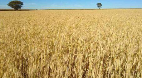 Cultivar de trigo tropical apresenta rendimento 12% superior em anos secos