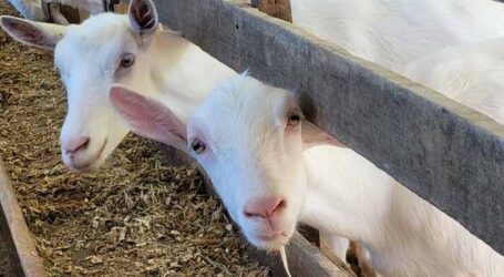 Pesquisa caracterizará leites de cabra e ovelha produzidos em Minas Gerais