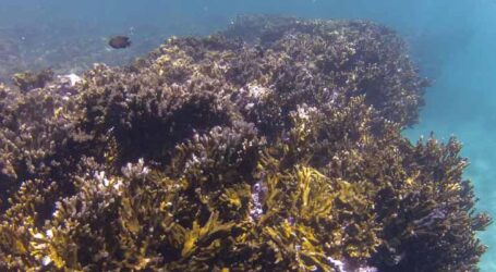 Unesco revela que mais de 70% de espécies ameaçadas buscam Áreas Marinhas Protegidas
