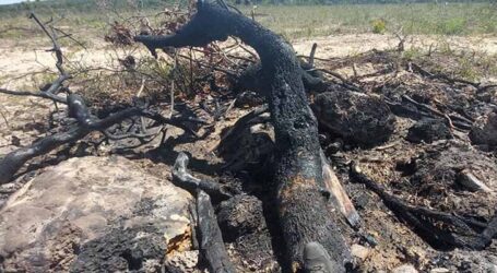 Operação contra desmatamento ilegal no Norte de MG aplica R$ 15 milhões em multas