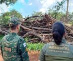 Fiscalização mira alvos suspeitos de desmatamento ilegal no Triângulo Mineiro