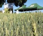 Emater e Epamig ampliam áreas para cultivo de trigo para regiões quentes de Minas Gerais
