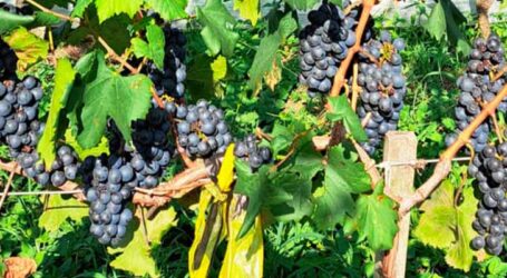 Epamig testa adaptação de uvas híbridas no Sul de Minas