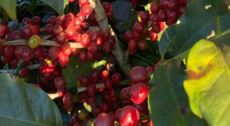 Epamig intensifica ações para a obter cultivares de café arábica mais produtivas