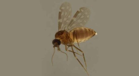 Saiba mais sobre a Febre Oropouche, doença transmitida pelo mosquito do tipo Maruim