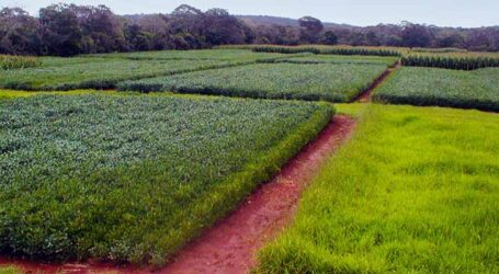 Plantio Direto e rotações de culturas selecionadas para mitigar emissões de óxido nitroso no Cerrado