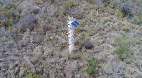 A cada ano a Caatinga retirou da atmosfera 5,2 t de carbono por hectare