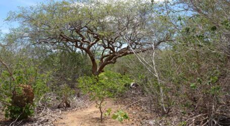 Bioeconomia é aposta para utilização da Caatinga no desenvolvimento do Semiárido