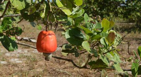 Hidrogel aumenta sobrevivência e o desenvolvimento de mudas de cajueiro