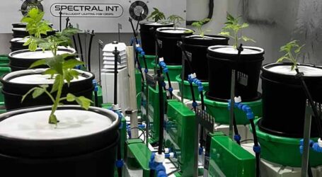 Universidade Federal de Viçosa cria laboratório com base em tecnologias da Embrapa para fazendas verticais