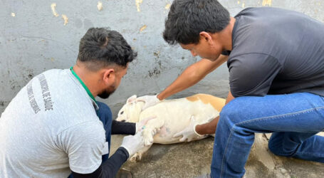 CCZ apresenta resultados da primeira etapa do Levantamento Epidemiológico de Leishmaniose em Cães