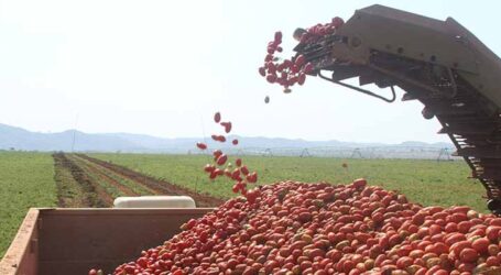 Pesquisa identifica nematoide nocivo ao cultivo de tomate industrial