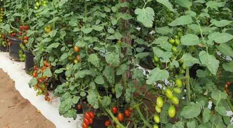 Novo método para cultivo de tomate-cereja usa substrato de casca de coco