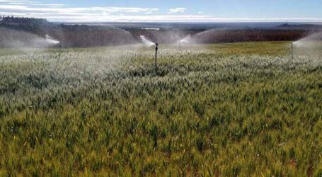 Pesquisa revela momento e quantidade de água ideais para irrigação do trigo no Cerrado