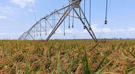 Zarc indica 80% de chance de sucesso para plantio de arroz irrigado em grande parte do Tocantins