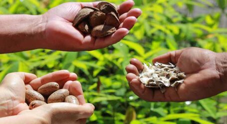 Falta de clareza do conceito de bioeconomia pode trazer prejuízos à Amazônia