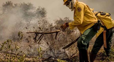 Incêndios já consumiram este ano mais de 15% do Pantanal