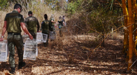 Operação combate tráfico de animais, apreende 220 aves e aplica mais de R$ 1 milhão em multas em MG