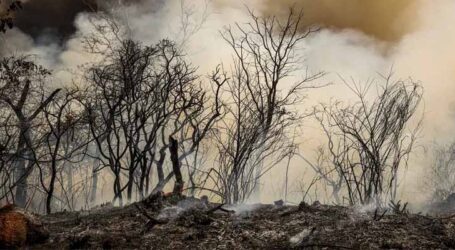 ICMBio suspeita que incêndio na Floresta Nacional de Brasília tenha origem criminosa