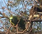 Pesquisa apoiada pelo IEF eleva chances de reintrodução de papagaios resgatados do tráfico na natureza