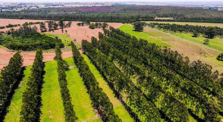 Medir a área basal dos troncos das árvores ajuda a melhorar o manejo de sistemas silvipastoris