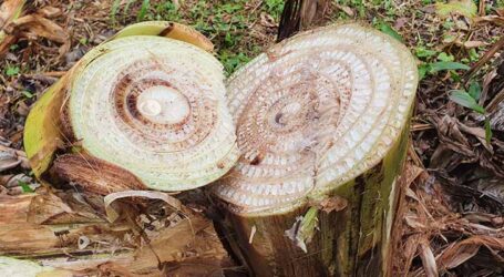 Erradicação do moko da bananeira plantadas em terra firme exige vazio sanitário de dois anos