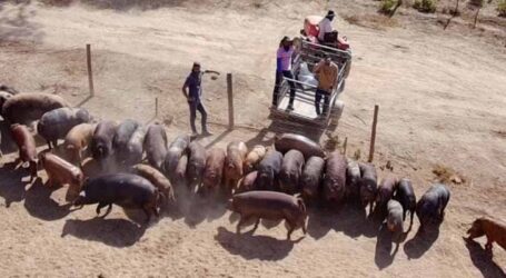 Sistema Siscal em Divinópolis é modelo sustentável de criação de suínos