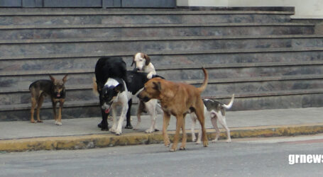 GRNEWS TV: Centro de Controle Populacional de Cães e Gatos promove o Dia D da Causa Animal com castração gratuita e outras ações