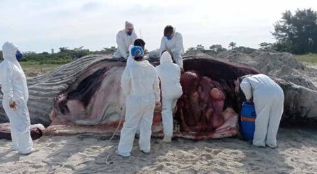 GRNEWS TV: No mar poluído da Costa Brasileira tem todo tipo de resíduos e muito lixo internacional que matam os animais marinhos