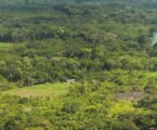 Estudo propõe indicadores simples para avaliar a regeneração da Floresta Amazônica
