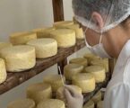 Ciência mergulha na alma dos queijos mineiros para desvendar segredos de sabor e tradição