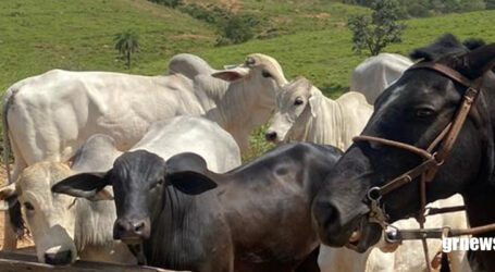 Denúncias de ONGs expõem crueldade e riscos ambientais na exportação de gado vivo