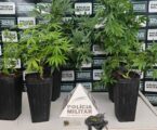Denúncia anônima resulta na descoberta de estufa de maconha e prisão de suspeito de tráfico de drogas em Pará de Minas