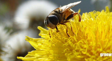 GRNEWS TV: Apicultura e a jornada da formalização, desafios e oportunidades na região de Pará de Minas
