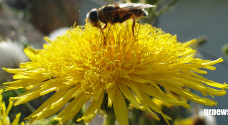 GRNEWS TV: Abelhas como heroínas silenciosas da agricultura e o reconhecimento de um trabalho essencial