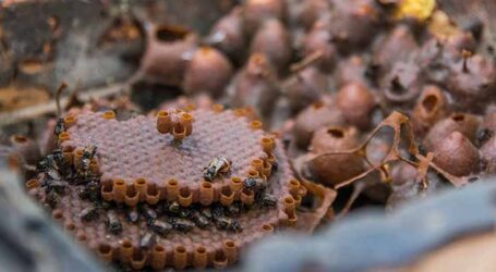 Tesouro da Amazônia: própolis de abelha nativa revela poder cicatrizante e anti-inflamatório