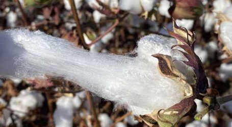 Revolução no campo: novas cultivares de algodão elevam produtividade e resistência a doenças