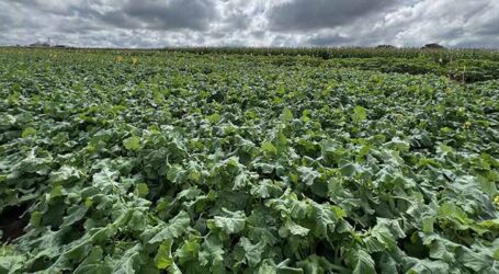 Canola tropical: nova parceria vai desenvolver híbridos adaptados ao clima brasileiro