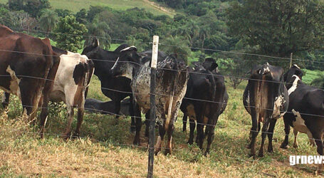 GRNEWS TV: Produtor rural avalia desafios para produzir leite e as dificuldades no setor de agropecuária