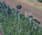 Desmatamento na Amazônia registra queda de quase 37% e atinge menor patamar desde 2016