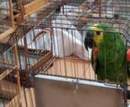 Novas diretrizes para o manejo de fauna em cativeiro entram em vigor em território mineiro