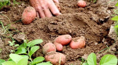 Novos zoneamentos climáticos: o impulso para a batata brasileira no campo e na indústria