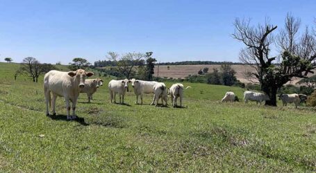 Pecuária: como aumentar a produção sem derrubar florestas