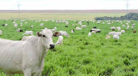 Sistemas integrados impulsionam a produção de grãos e a captura de carbono no Matopiba