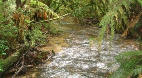 Desequilíbrio hídrico: uso inadequado do solo ameaça riachos e biodiversidade em Minas Gerais