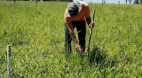 Satélites medem pastagens com alta precisão otimizando manejo e produção de carne e leite no Brasil