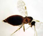 Mudança no clima impulsiona aumento de doenças infecciosas no Brasil